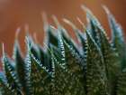 Usa-Bellevue. Lace aloe Art Print